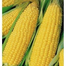 Trucker&#39;S Favorite Yellow Corn Seeds 25 Ct Vegetable Garden Heirloom NON-GMO - £4.75 GBP