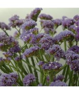 FMG Statice Seeds Fortress Heavenly Blue 250 Garden Starts Nursery Fast ... - $16.08