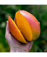 Big Grafted Kent Mango Mangifera Indica Tropical Fruit Live Tree 2-3Ft I... - $2,075.61 CAD