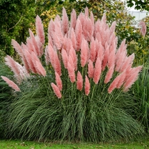 50 Pink Pampas Grass Seeds Perennial Cortaderia Pest Drought Resistant  - £14.23 GBP