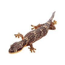 Banded Velvet Gecko Decal - 12&quot; tall x 12.5&quot; wide - £11.36 GBP