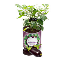 My Canned Garden Seedling Growing Kit Eggplant - £21.43 GBP