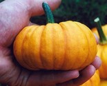 15 Seeds Jack Be Little Pumpkin Seeds Heirloom Organic Non Gmo Fresh Fas... - $8.99