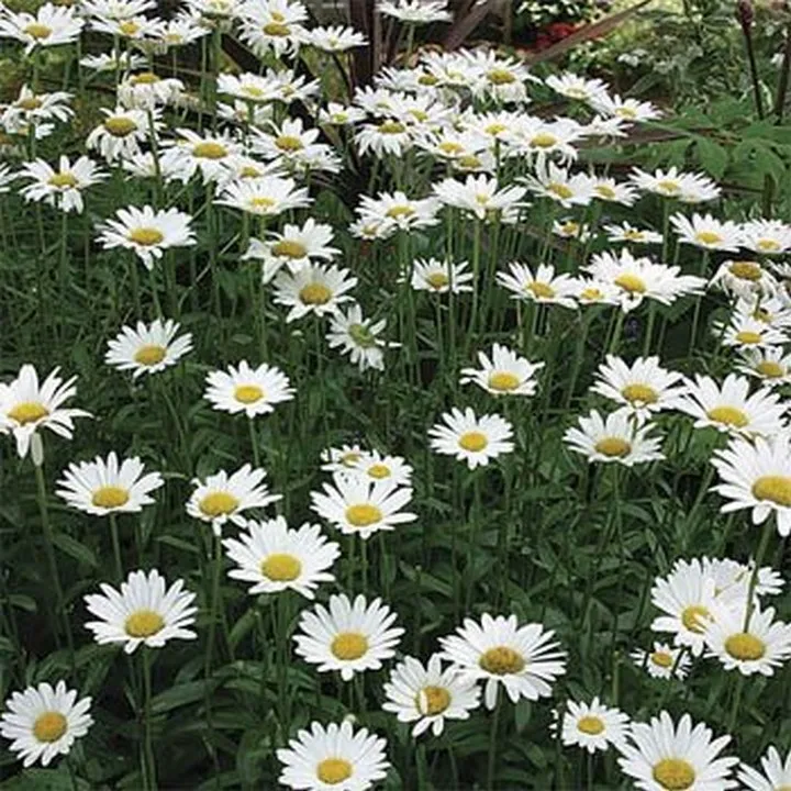 100 Fresh seeds Shasta Daisy Chrysanthemum Maximum - £9.25 GBP