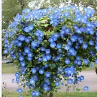 MORNING GLORY CLARK'S HEAVENLY BLUE. Non-GMO~Heirloom~Usa.30+ flower Seeds.  - $11.00