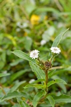 Eclipta prostrata 50 Garden Herb Seeds! False Daisy -Non GMO -Flower Gardening - £3.17 GBP