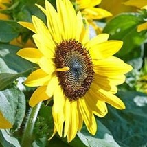 20 Butter Chiffon Sunflower Seeds Fresh USA Shipping - $13.30