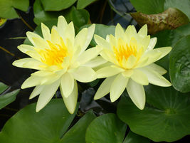 Rhizome Nymphaea Charlene Strawn Yellow Hardy Live Water Lily Tuber - £29.87 GBP