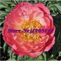 US Seller 10Pcs Peony Coral Sunset Large Paeonia Lactiflora Bonsai New Fresh See - $11.78