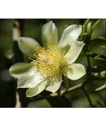 Garden Store 4&quot;&quot; Flowering Gold Pereskia Aculeata Cactus Vine Succulent ... - $34.82 CAD