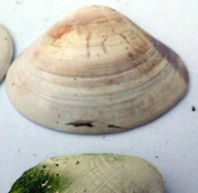 Clam Shell 2X1.5&quot; Seashell small  Ocean sea beach aquarium decor - $9.86