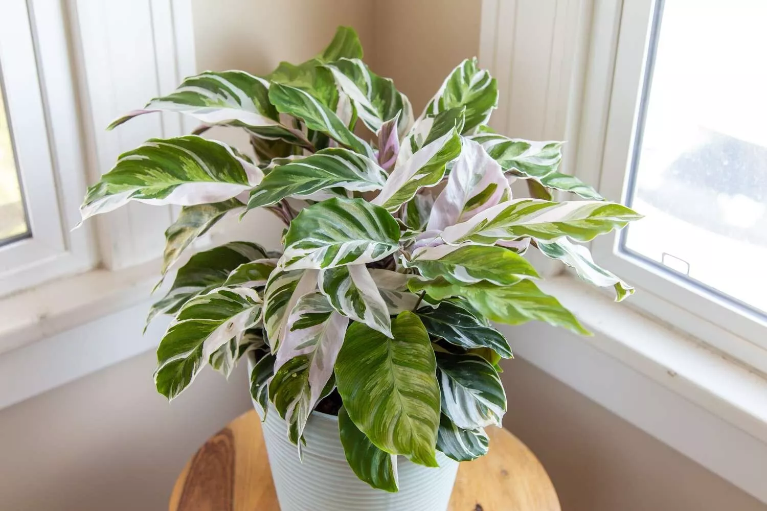25+ White Fusion Calathea Peacock  Seeds for Garden Planting  - €4,26 EUR