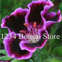 100  pcs Rare Real Gloxinia Plant,Bonsai Sinningia Gloxinia Flower Plant Potted  - £7.16 GBP