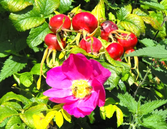 30 Pink Beach Rose Seeds Rosa Rugosa Fresh Garden - £8.79 GBP