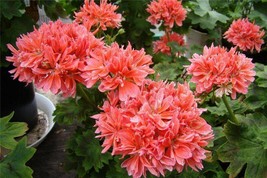 Geranium &#39;Spider&#39; Light Orange Red Stripes Big Blooms Flowers, 10 Seeds - £9.74 GBP