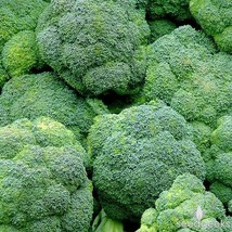 Broccoli Seeds 600+ Waltham 29 Vegetable NON-GMO  - $4.25
