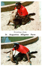 St Augustine Alligator Farm Florida Postcard - £7.08 GBP