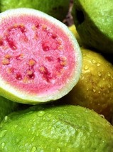 Pink Guava Plant – Barbie Pink – Psidium Guajava - £24.09 GBP