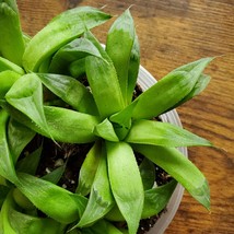 Haworthia Turgida Succulent, 2 inch live plant, low light succulents fat plants