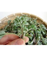 Japanese Mugwort Seeds-YOMOGI - Artemisia princeps, 2,000 Heirloom seeds - $9.41 CAD