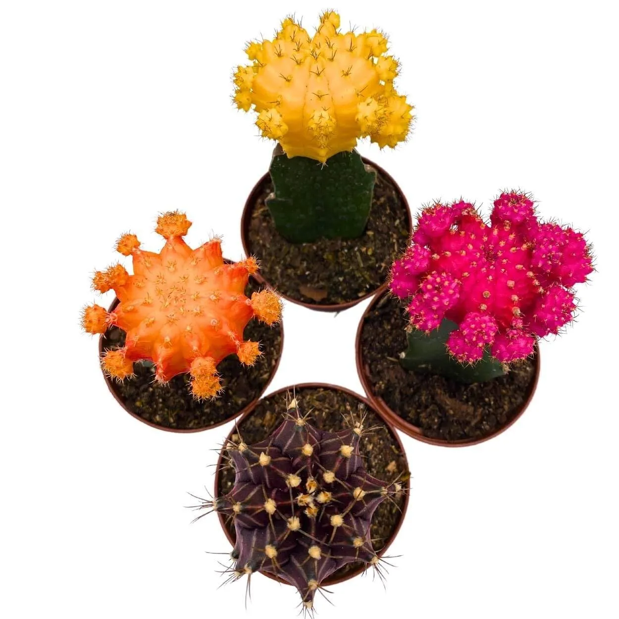 Grafted Cactus Assortment Set 2 in Set of 4 Colorful Moo - £46.46 GBP