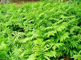 Sensitive Fern Live Plants Woodland Native Fully Roots Deer Proof Size: ... - $16.99+