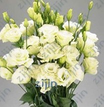 PWO Fresh 200Pcs Greenish White Eustoma Grandiflorum Seeds Home Cut Flower Seeds - $8.64