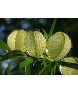 Gomphocarpus physocarpus seeds, hairy balls, balloon plant, cotton-bush ... - $8.68 CAD+