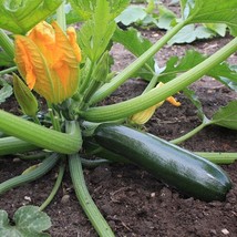 Black Beauty Zucchini Summer Squash 25 Seeds Vegetable Seeds Seed Packets Garden - £9.22 GBP