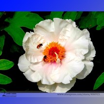 Fu Yin White Pink Peony Seedling Flower Seeds Pack 5 Seeds Strong Fragra... - $11.71