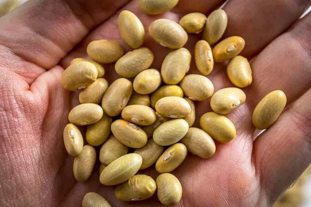 Peruvian Bean Seeds (25) / Peruano / Mayocoba Canary Bean / ORGANIC / BU... - $7.94