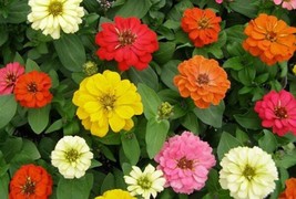 USA Mixed Colors Common Garden Zinnia Elegans Flower 250 Seeds - $10.99