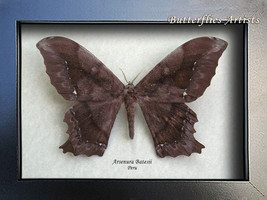 Real Birdwing Moth Arsenura Batesii RARE Framed Entomology Collectible Shadowbox - $97.99