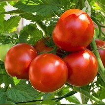 AD Marion Tomato Seeds 50 Vegetable Heirloom Non Gmo Home Garden - $13.26