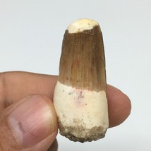 8.8g,1.5&quot;X 0.7&quot;x 0.5&quot; Rare Natural Small Fossils Spinosaurus Tooth @Morocco,F174 - £12.86 GBP