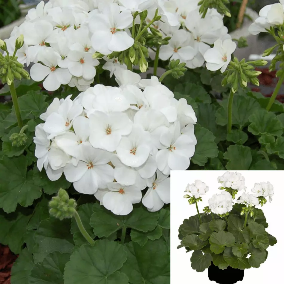 Geranium Regal White Plant 1Gallon Pelargonium X Hortorum White Crane&#39;s ... - £26.48 GBP