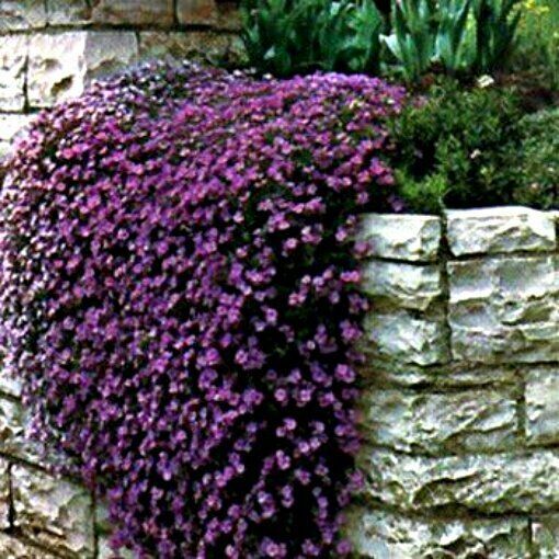 Rock Cress Seeds Cascading Purple Groundcover Seed Perennial 50Ct Pack G... - $6.75