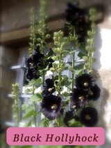 Black Hollyhock Seeds Healthy Growth - $2.24