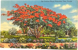 Poinsettias, Florida, vintage postcard - £9.45 GBP
