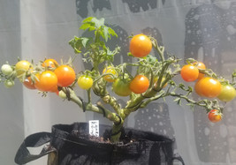 Item image 1 image 1