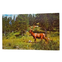 Postcard Elk Deer In Woods Chrome Unposted - £5.34 GBP