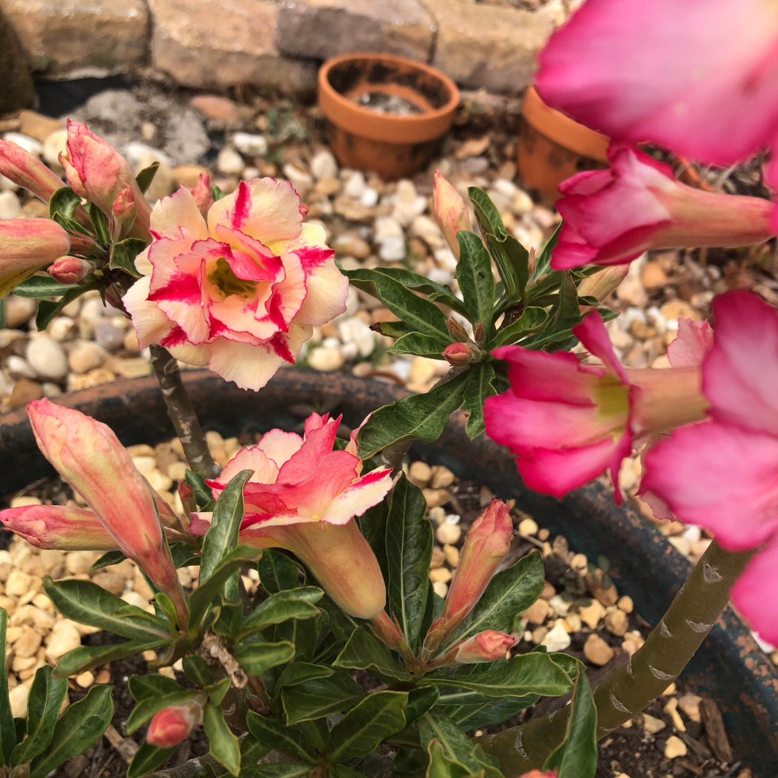 Middle Colorful Grafting Adenium Obesum Desert Rose - 2 Seeds Item image 2