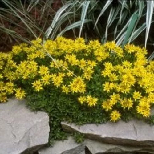 Sedum Acre Compact Yellow Flower Drought Tolerant 2 Inch Pot  - £19.72 GBP