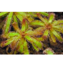 Drosera Cistiflora Sundew Carnivorous Plant 10 Seeds - £4.18 GBP
