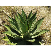 10 seeds Agave inaequidens subsp. inaequidens Succulents Garden Plants - £23.58 GBP