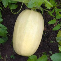 USA Seller Tivoli Squash Spaghetti Squash Seeds 25 Seeds Mini Spaghetti Squash F - $19.00