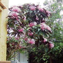 USA SELLER Shooting Star Tree Aka Starburst Tree Clerodendrum Quadrilocu... - £39.74 GBP