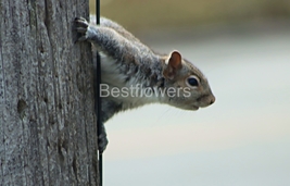 A Posing Squirrel - 8x10 Unframed Photograph - $17.50