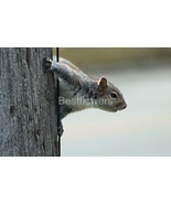 A Posing Squirrel - 8x10 Unframed Photograph - $24.21 CAD