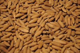 Pine Nut Shell, 1 kg [Whole Chilgoza] BEST QUALITY ,FREE SHIPPING - $107.52